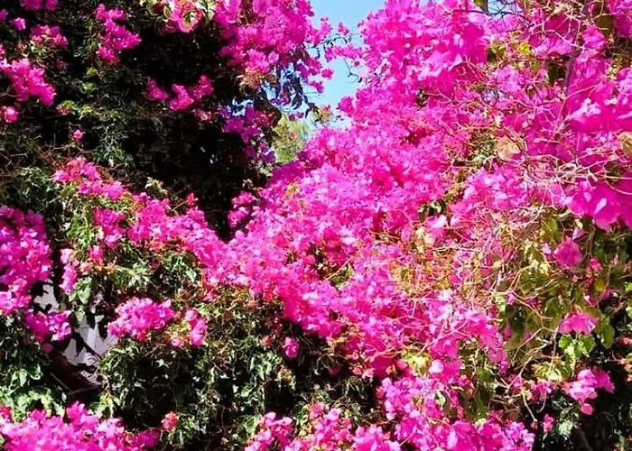 Bluewave Lux House אורנוס